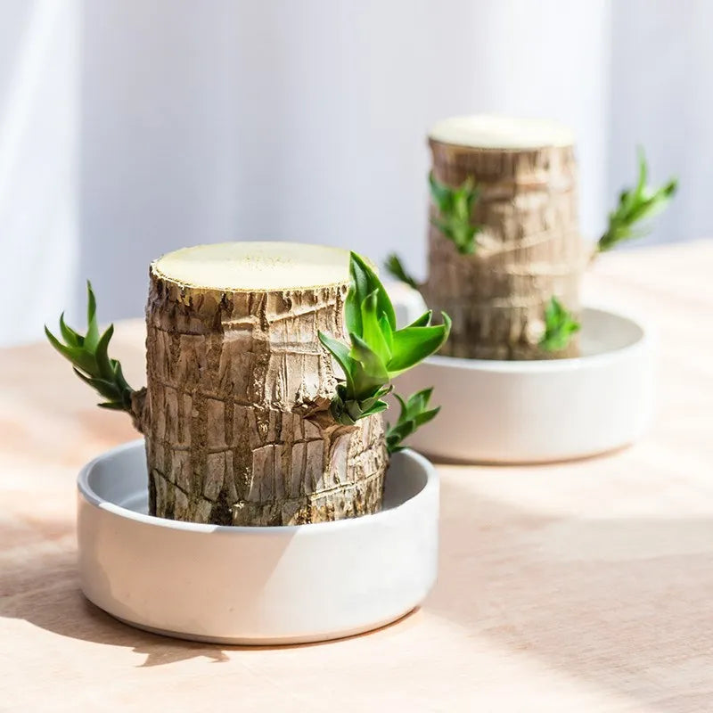 Planta em Vaso - Aurora da Abundância - Compre 1 e Leve 2 - Black Week + Brinde