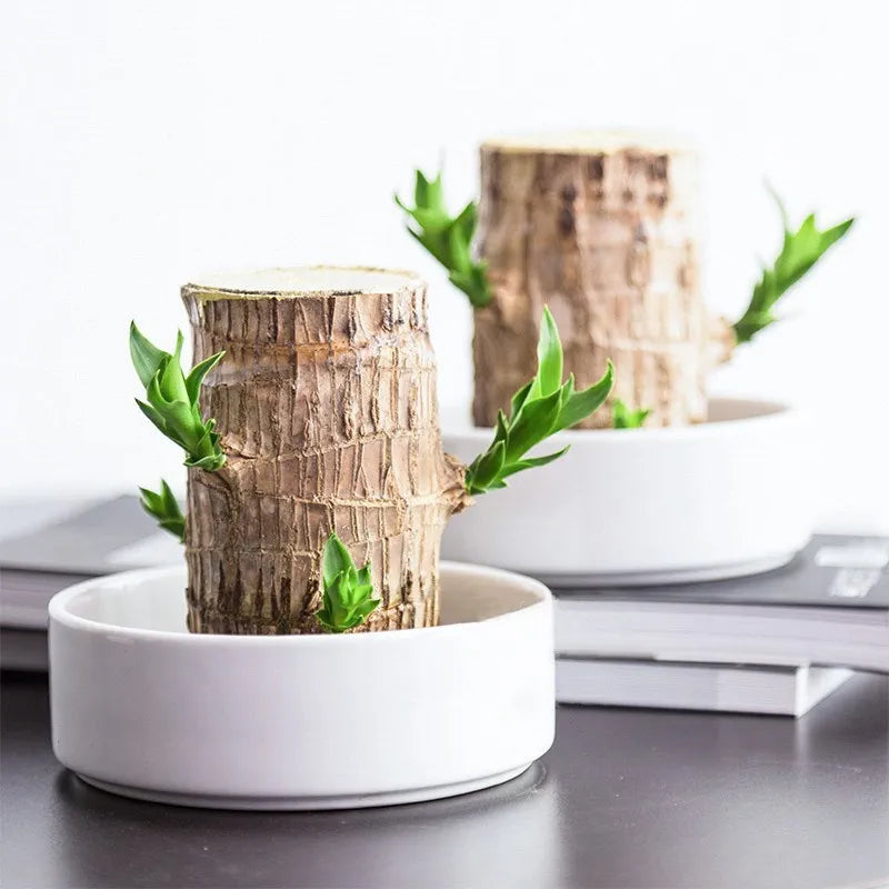 Planta em Vaso - Aurora da Abundância - Compre 1 e Leve 2 - Black Week + Brinde