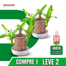 Planta em Vaso - Aurora da Abundância - Compre 1 e Leve 2 - Black Week + Brinde