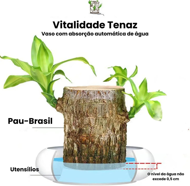 Planta em Vaso - Aurora da Abundância - Compre 1 e Leve 2 - Black Week + Brinde