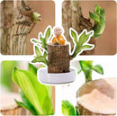 Planta em Vaso - Aurora da Abundância - Compre 1 e Leve 2 - Black Week + Brinde